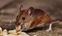 24 Hour & Emergency Exterminators in Sepulveda, CA